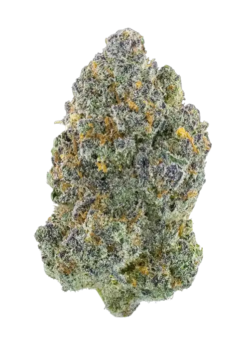 Candied Oranges, tatlı portakal aroması ve dengeli genetiğiyle öne çıkan bir hibrit türdür. Yaratıcılığı artıran bu eşsiz türün özelliklerini keşfedin.