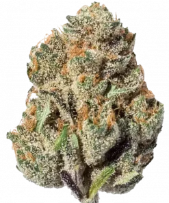 Candy Fumez, tatlı meyve aromaları ve yüksek THC içeriğiyle öne çıkan Indica dominant bir türdür. Benzersiz genetik yapısını ve etkilerini keşfedin.