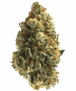 Candy Store, şekerli meyve aromaları ve THC içeriğiyle öne çıkan dengeli bir hibrit türdür. Sakinleştirici etkilerini keşfetmek için hemen görüntüleyin.