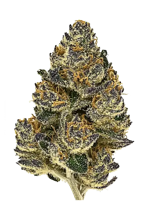 CandyGaz, tatlı aroması ve yüksek THC içeriğiyle bilinen Indica dominant bir türdür. Yoğun rahatlama ve uyku için ideal. Özelliklerini keşfedin.