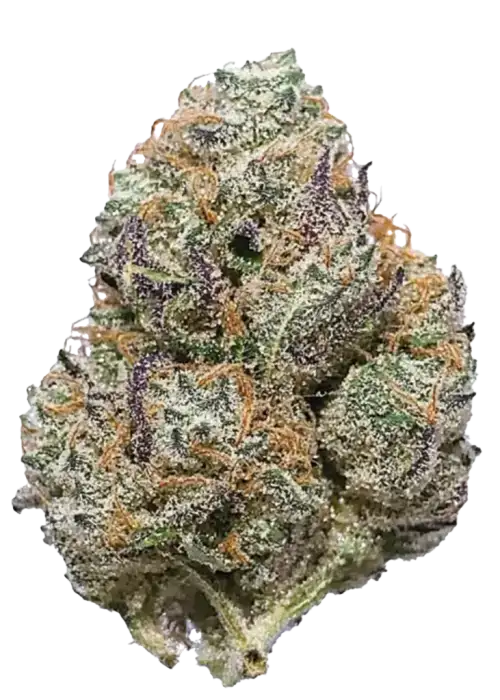 Candyland, meyvemsi aromaları ve enerji veren Sativa etkisiyle bilinen popüler bir türdür. Platinum Cookies genetiğini keşfedin ve eşsiz deneyimi görüntüleyin.