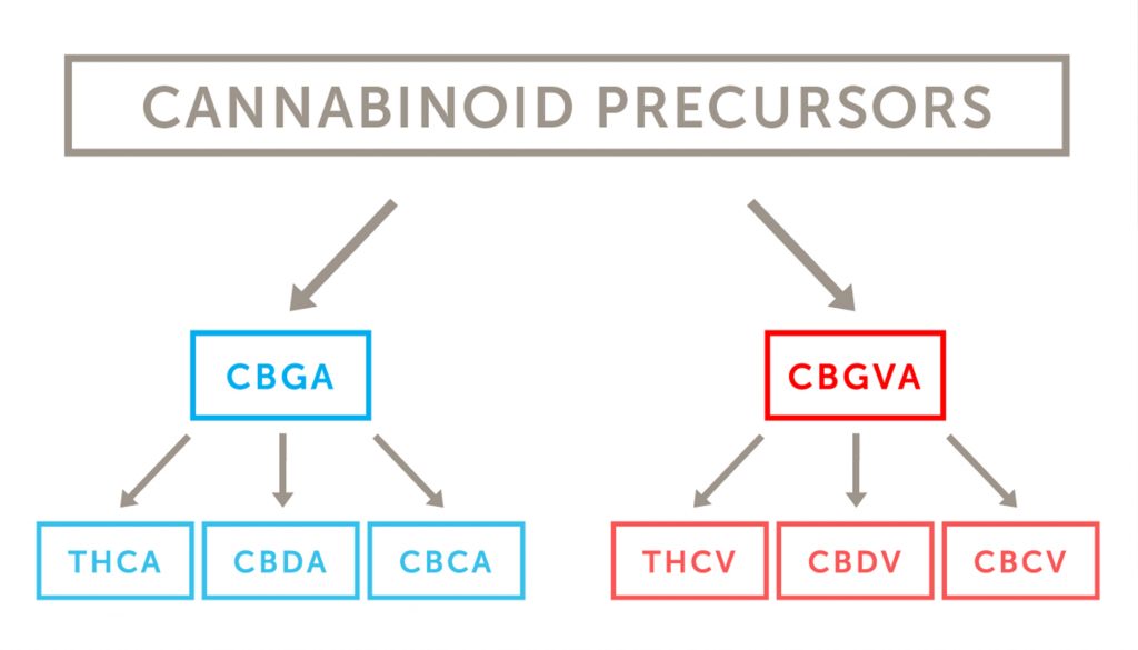 Cannabinoids (Kannabinoidler) kenevir bitkisinde bulunan THC ve CBD gibi bileşiklerdir.