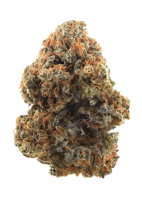 Cannalope Haze, tatlı kavun aroması ve yüksek THC içeriğiyle bilinen Sativa baskın bir türdür. Enerji verici etkileriyle öne çıkar. Özelliklerini keşfedin.