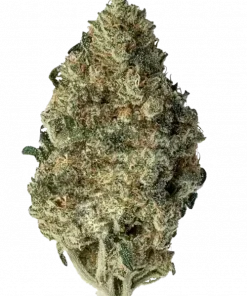 Cannatonic, ferahlatıcı narenciye aroması ve yüksek CBD içeriğiyle öne çıkan dengeli bir hibrit türdür. Terapötik etkilerini keşfedin ve rahatlamanın tadını çıkarın.