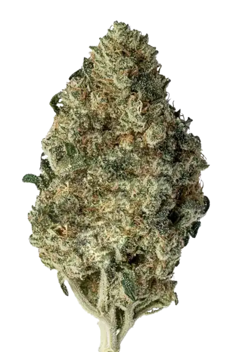 Cannatonic, ferahlatıcı narenciye aroması ve yüksek CBD içeriğiyle öne çıkan dengeli bir hibrit türdür. Terapötik etkilerini keşfedin ve rahatlamanın tadını çıkarın.