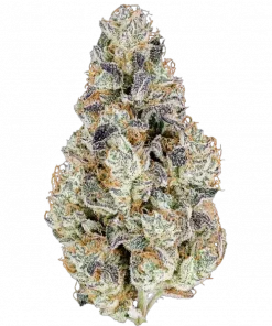 Cantucci, vanilya aroması ve yüksek THC içeriğiyle öne çıkan Indica baskın bir türdür. Yoğun rahatlama ve yaratıcılık sunar. Genetik yapısını keşfedin.