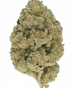 Cap Junky, sert benzin kokusu, meyvemsi aroması ve yüksek THC içeriğiyle bilinen dengeli bir hibrit türdür. Zihinsel etkilerini keşfedin ve hemen görüntüleyin.