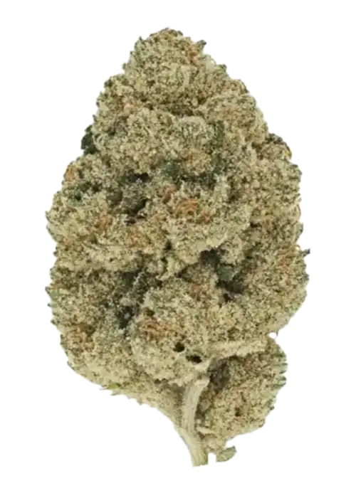 Cap Junky, sert benzin kokusu, meyvemsi aroması ve yüksek THC içeriğiyle bilinen dengeli bir hibrit türdür. Zihinsel etkilerini keşfedin ve hemen görüntüleyin.