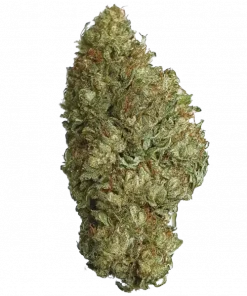 Captain Future, tatlı ananas aroması ve yüksek THC içeriğiyle bilinen sativa baskın bir türdür. Canlandırıcı etkileriyle öne çıkar. Özelliklerini keşfedin.