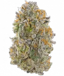 Cara Cara, sert portakal aroması ve yüksek THC içeriğiyle bilinen dengeli bir hibrit türdür. Yaratıcılığı artırıcı etkilerini keşfedin ve genetik yapısını görüntüleyin.