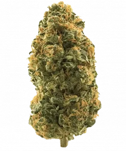 Karamel Elmalı Gelato, tatlı elma aroması ve rahatlatıcı etkisiyle öne çıkan Indica baskın bir türdür. Depresyon ve ağrı için ideal. Genetik yapısını keşfedin.