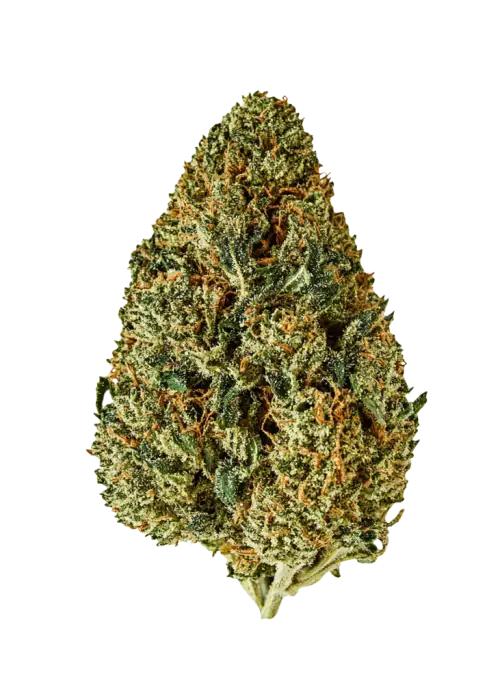 Cream Caramel, bal ve fındık aromalarıyla öne çıkan indica baskın bir türdür. Yüksek THC içeriğiyle rahatlatıcı etkilerini keşfedin ve genetik yapısını görüntüleyin.