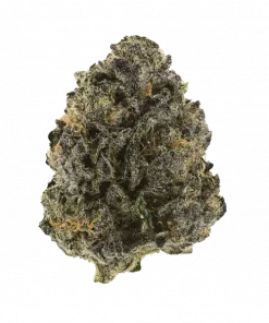 Caribbean Cookies, tatlı tropikal aromaları ve dengeli yapısıyla öne çıkan bir hibrit türdür. THC içeriğiyle dikkat çeken bu türün genetik özelliklerini keşfedin.