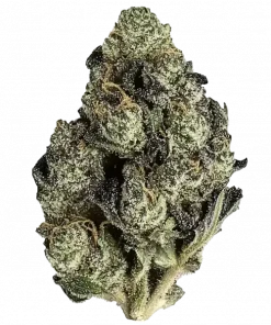 Caribbean Queen, tropikal meyve aromaları ve THC içeriğiyle öne çıkan bir Sativa türüdür. Enerjik etkileriyle gün boyu keyif için ideal. Özelliklerini keşfedin.