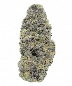 Caribbean Sunset, tatlı meyve aromaları ve THC ile öne çıkan Indica baskın bir türdür. Dengeli etkileriyle öne çıkan bu türü keşfedin.