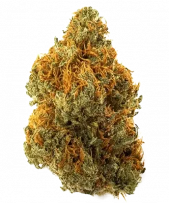 Cash Cow, tatlı narenciye aromaları ve 'ye varan THC oranıyla öne çıkan bir indica hibritidir. Yüksek verimli bu türün genetik yapısını keşfedin.