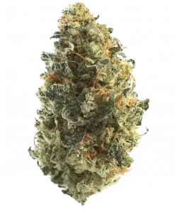 Cashew Kush, tatlı aroması, rahatlatıcı etkileri ve yüksek verimiyle öne çıkan dengeli bir hibrit türdür. Bu eşsiz türün genetik yapısını ve faydalarını keşfedin.