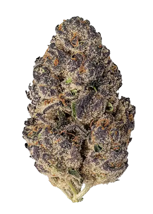 Casino Kush, yakıtımsı aroması ve yüksek THC içeriğiyle öne çıkan Indica dominant bir türdür. Derin rahatlama ve potansiyel faydalarını keşfedin.