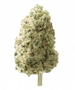 Caviar, yakıtımsı meyve aromaları ve yüksek THC içeriğiyle bilinen dengeli bir hibrit türdür. Stres ve ağrı yönetimi için ideal. Özelliklerini keşfedin.