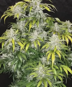 CBD 1:1 (CBD Crack) Auto Fem Esrar Tohumu (Fast Buds)