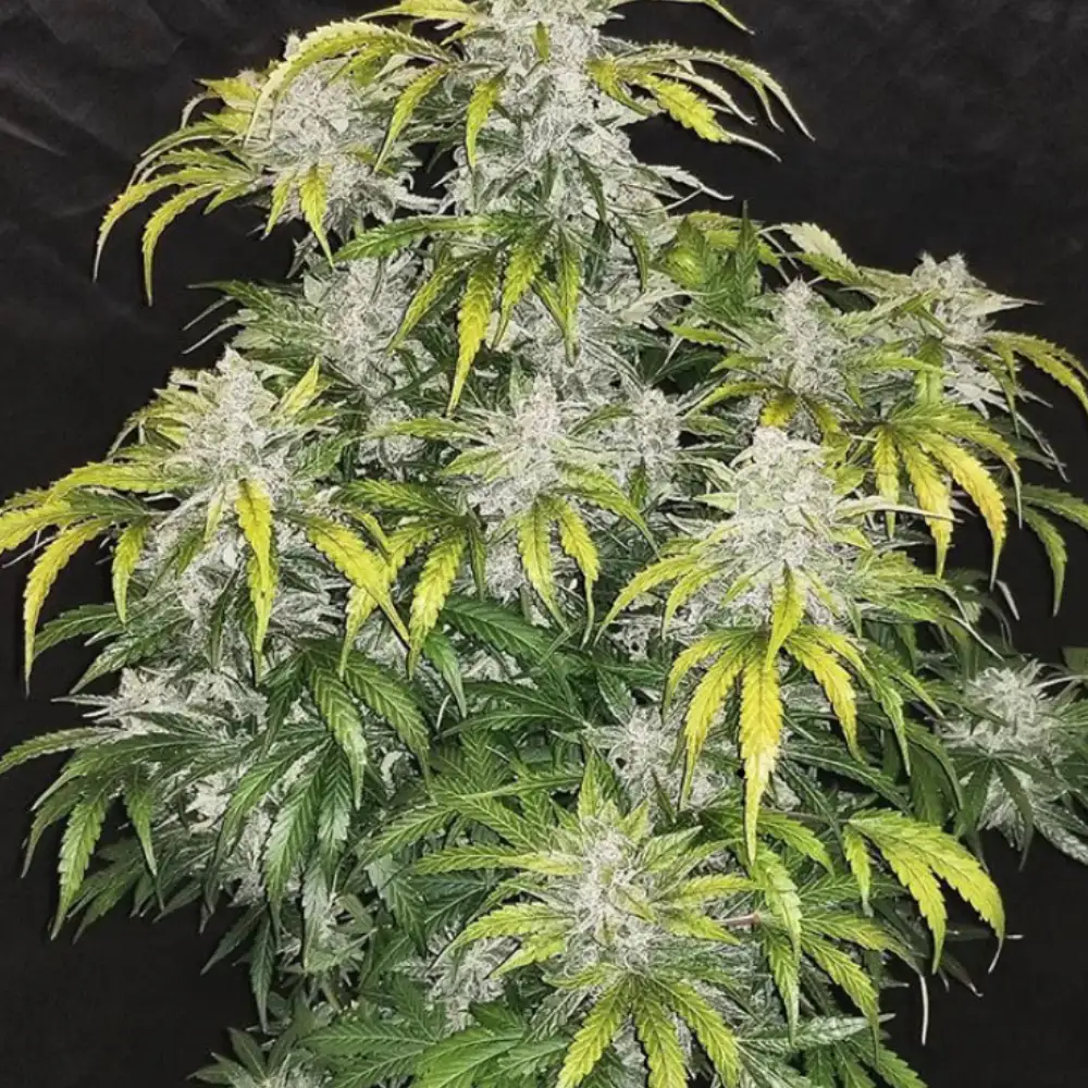CBD 1:1 (CBD Crack) Auto Fem Esrar Tohumu (Fast Buds)