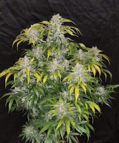 CBD 1:1 (CBD Crack) Auto Fem Esrar Tohumu (Fast Buds)