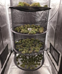 CBD 1:1 (CBD Crack) Auto Fem Esrar Tohumu (Fast Buds)