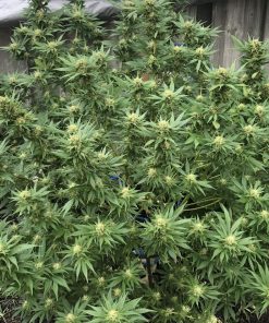 CBD 1:1 (CBD Crack) Auto Fem Esrar Tohumu (Fast Buds)