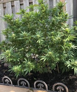 CBD 1:1 (CBD Crack) Auto Fem Esrar Tohumu (Fast Buds)