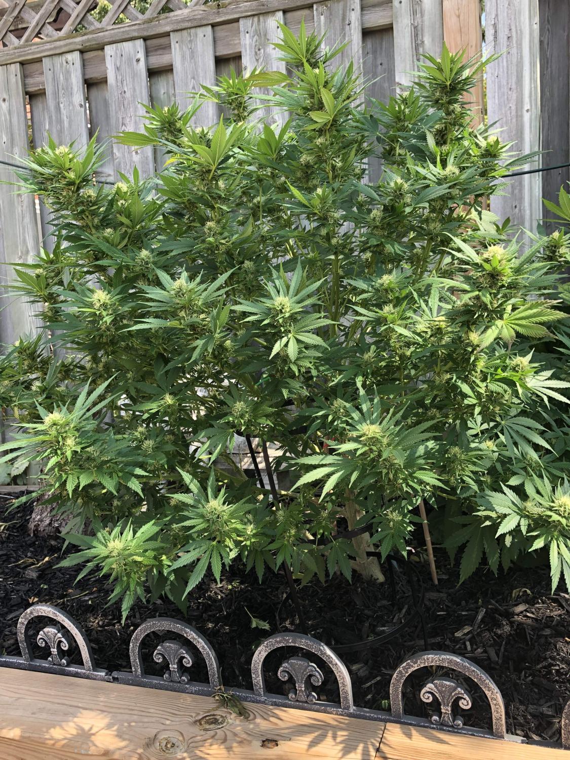 CBD 1:1 (CBD Crack) Auto Fem Esrar Tohumu (Fast Buds)