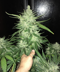 CBD 1:1 (CBD Crack) Auto Fem Esrar Tohumu (Fast Buds)