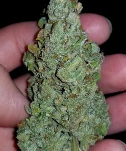 CBD 1:1 (CBD Crack) Auto Fem Esrar Tohumu (Fast Buds)