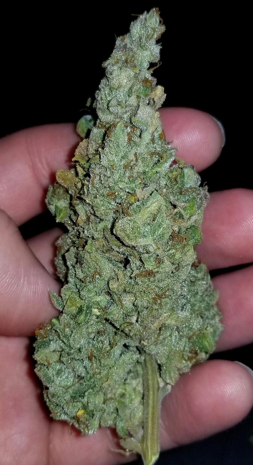 CBD 1:1 (CBD Crack) Auto Fem Esrar Tohumu (Fast Buds)