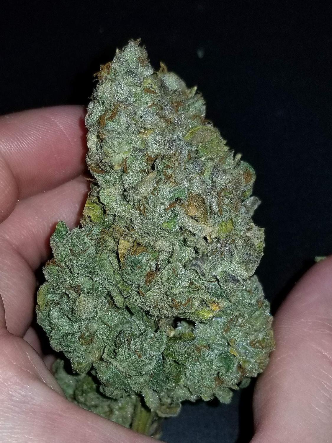 CBD 1:1 (CBD Crack) Auto Fem Esrar Tohumu (Fast Buds)