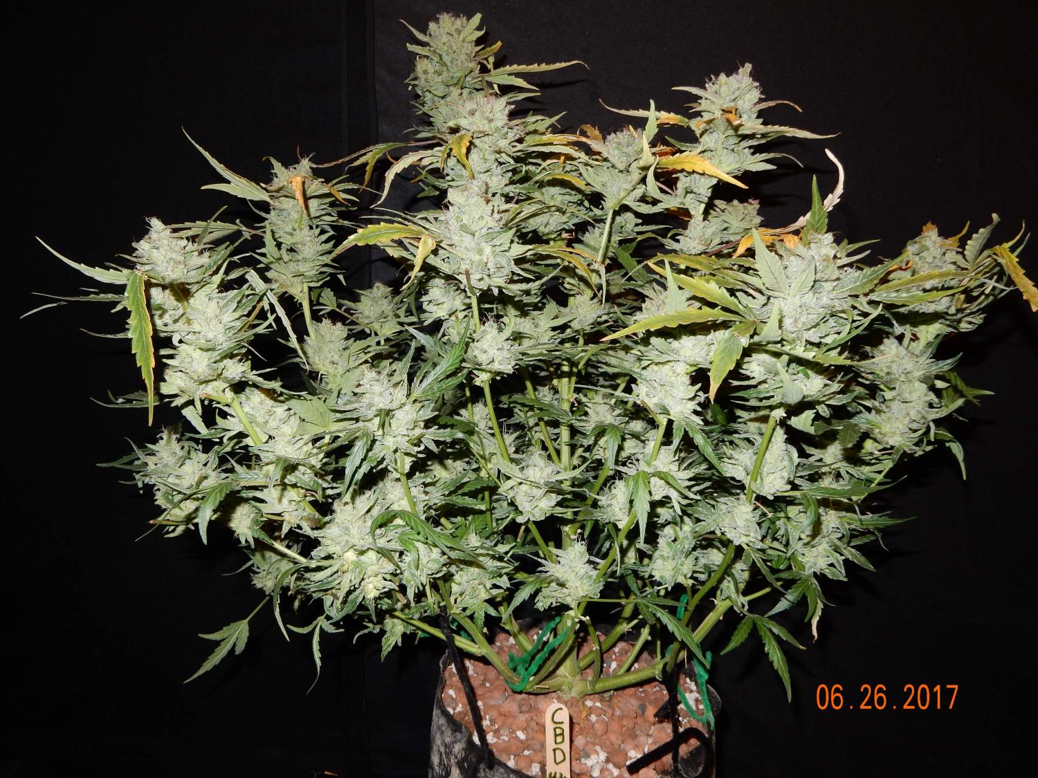 CBD 1:1 (CBD Crack) Auto Fem Esrar Tohumu (Fast Buds)