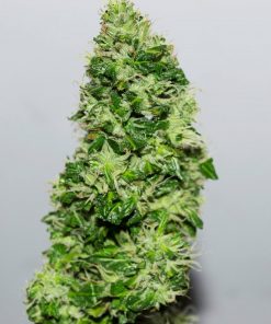 CBD 1:1 (CBD Crack) Auto Fem Esrar Tohumu (Fast Buds)