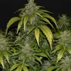 CBD 20:1 Auto Fem Esrar Tohumu (Fast Buds)
