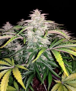 CBD 20:1 Auto Fem Esrar Tohumu (Fast Buds)