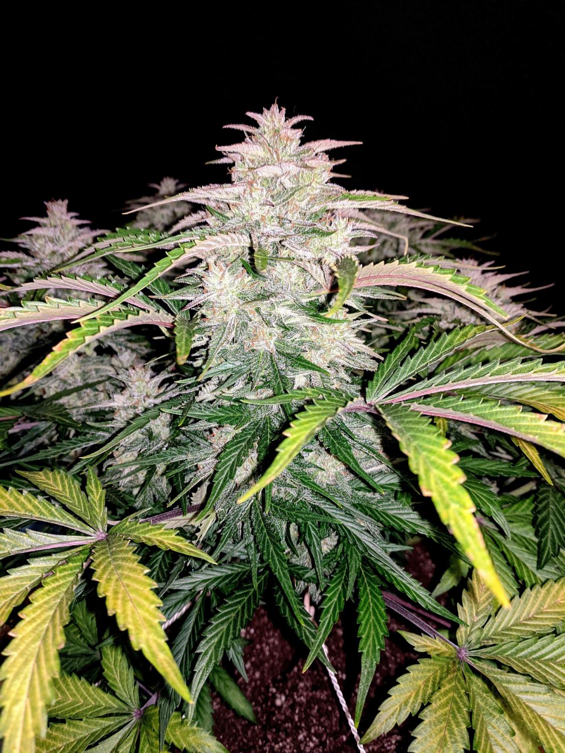 CBD 20:1 Auto Fem Esrar Tohumu (Fast Buds)