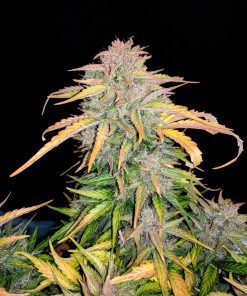 CBD 20:1 Auto Fem Esrar Tohumu (Fast Buds)