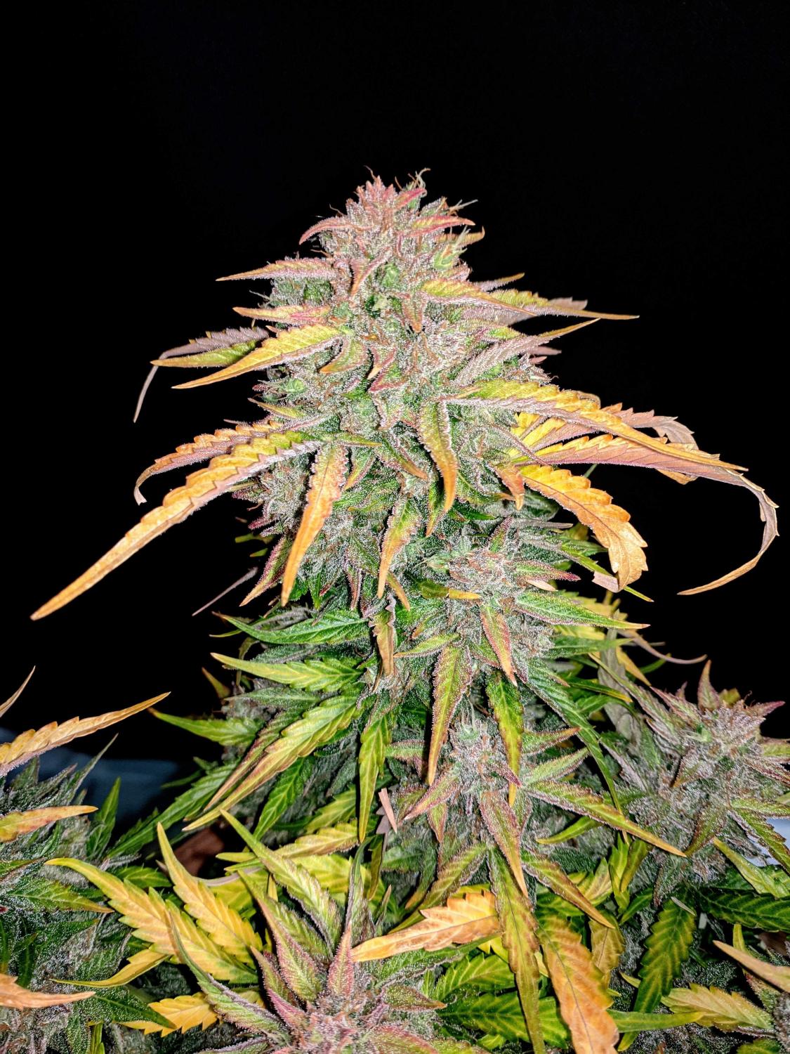 CBD 20:1 Auto Fem Esrar Tohumu (Fast Buds)