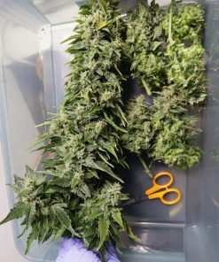 CBD 20:1 Auto Fem Esrar Tohumu (Fast Buds)