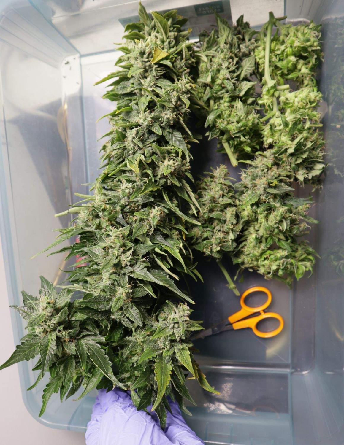 CBD 20:1 Auto Fem Esrar Tohumu (Fast Buds)