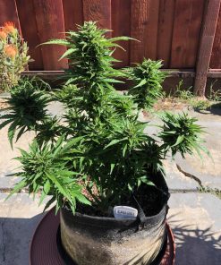 CBD 20:1 Auto Fem Esrar Tohumu (Fast Buds)