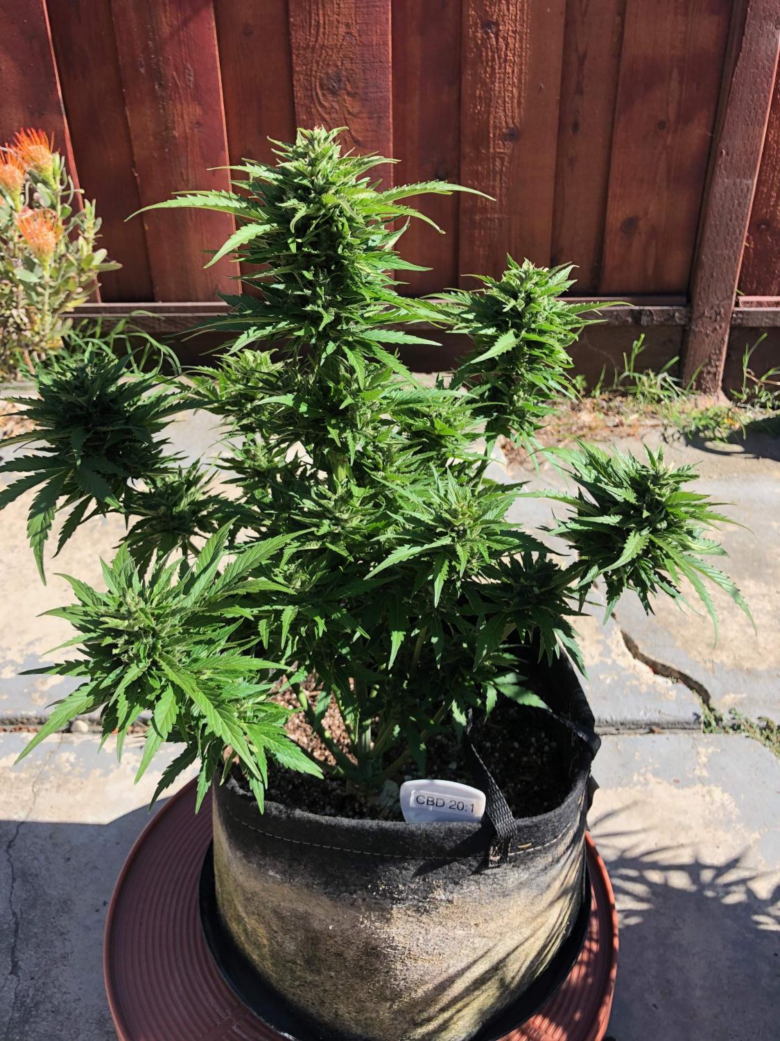 CBD 20:1 Auto Fem Esrar Tohumu (Fast Buds)