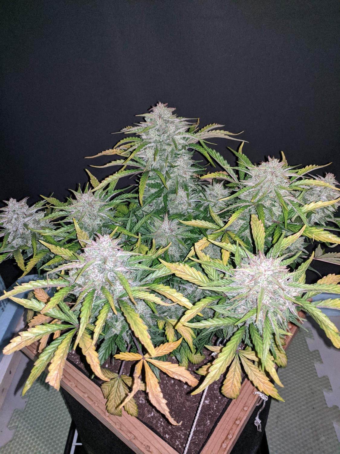 CBD 20:1 Auto Fem Esrar Tohumu (Fast Buds)