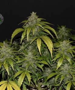 CBD 20:1 Auto Fem Esrar Tohumu (Fast Buds)