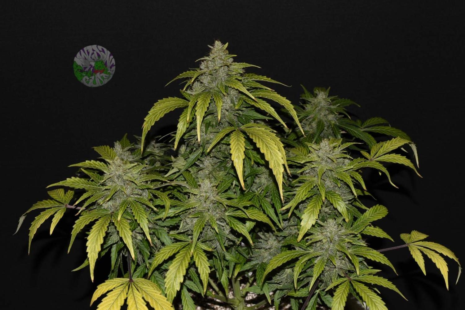CBD 20:1 Auto Fem Esrar Tohumu (Fast Buds)