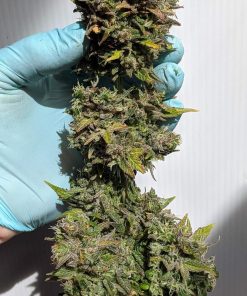 CBD 20:1 Auto Fem Esrar Tohumu (Fast Buds)