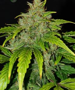 CBD 20:1 Auto Fem Esrar Tohumu (Fast Buds)